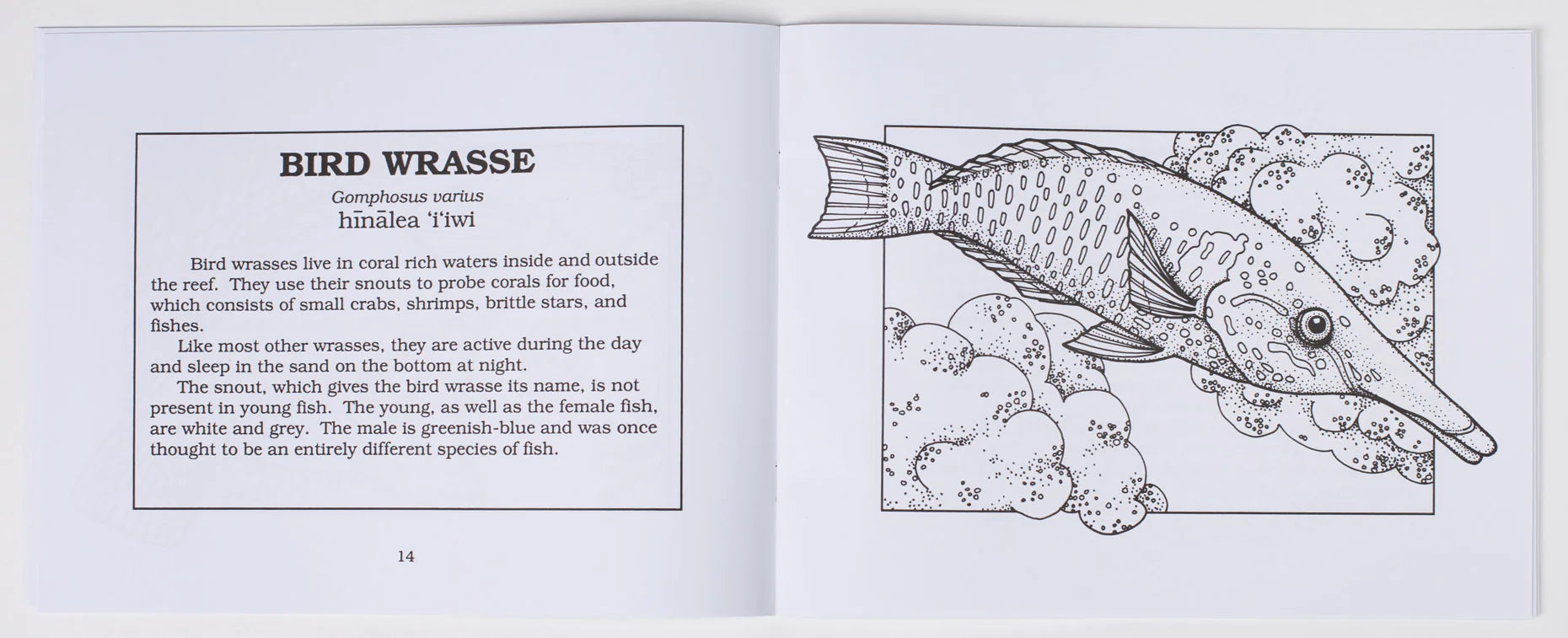 Reef and Shore Fauna of Hawaii.: Edmondson, Charles Howard