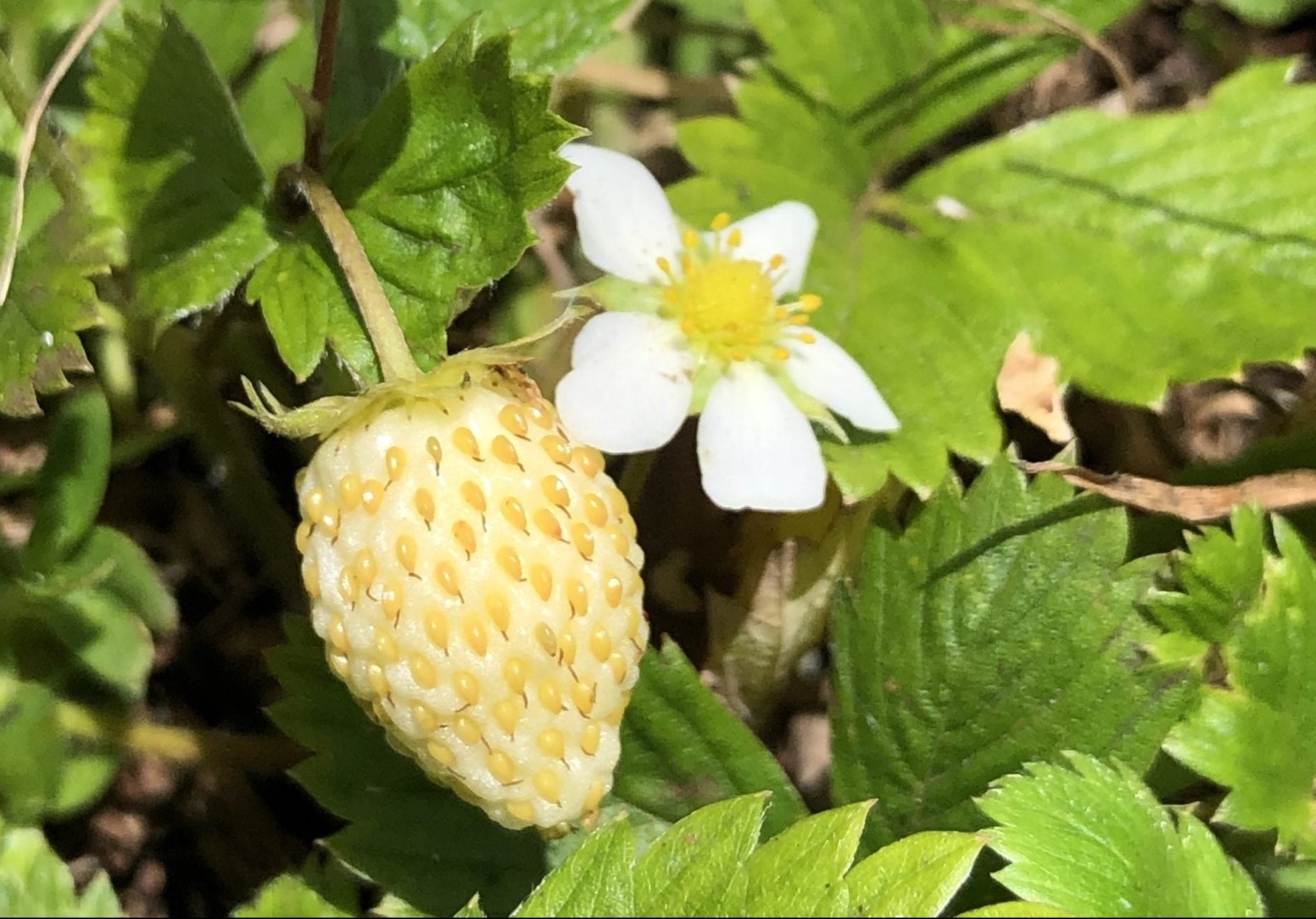 hawaiian flower seeds Hawaii Island Seed Company – Hawaiian Council dba Nā Mea Hawaiʻi