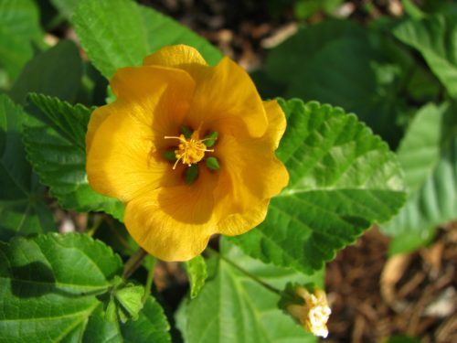 hawaii flower seeds Hawaii Island Seed Company – Hawaiian Council dba Nā Mea Hawaiʻi