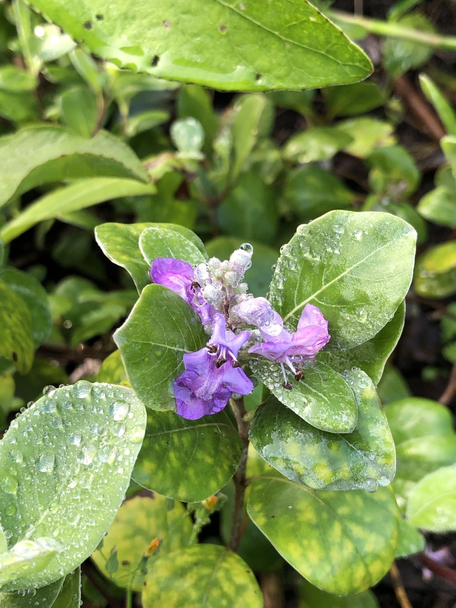 hawaiian flower seeds Hawaii Island Seed Company – Hawaiian Council dba Nā Mea Hawaiʻi